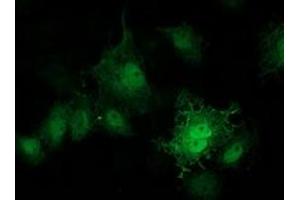 Anti-PRKAR1B mouse monoclonal antibody (ABIN2454464) immunofluorescent staining of COS7 cells transiently transfected by pCMV6-ENTRY PRKAR1B (RC207809). (PRKAR1B Antikörper)
