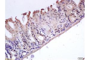 Formalin-fixed and paraffin embedded mouse stomach labeled with Anti-GADD45B Polyclonal Antibody, Unconjugated (ABIN759596) at 1:200 followed by conjugation to the secondary antibody and DAB staining (GADD45B Antikörper  (AA 81-160))
