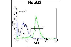 Flow cytometric analysis of K562 cells (right histogram) compared to a negative control cell (left histogram). (PON2 Antikörper  (N-Term))