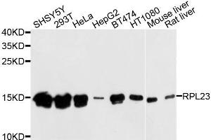 Western blot analysis of extracts of various cell lines, using RPL23 antibody. (RPL23 Antikörper  (AA 1-140))