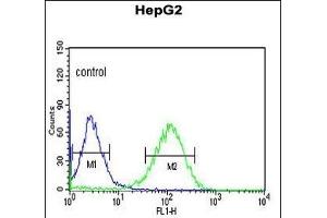 ZN Antibody (Center) (ABIN653731 and ABIN2843038) flow cytometric analysis of HepG2 cells (right histogram) compared to a negative control cell (left histogram). (ZNF202 Antikörper  (AA 342-370))