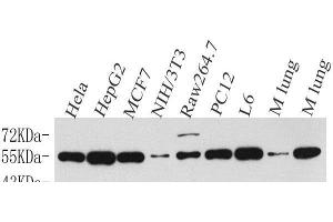 Western Blot analysis of various samples using Cyclin B1 Polyclonal Antibody at dilution of 1:500. (Cyclin B1 Antikörper)
