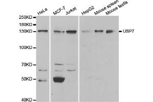 Western blot analysis of extracts of various cell lines, using USP7 antibody (ABIN5971305) at 1/1000 dilution. (USP7 Antikörper)