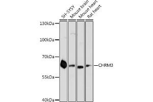 Western blot analysis of extracts of various cell lines, using CHRM3 antibody (ABIN6127624, ABIN6138565, ABIN6138566 and ABIN6218676) at 1:3000 dilution. (CHRM3 Antikörper  (AA 390-475))