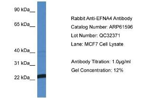 Western Blotting (WB) image for anti-Ephrin A4 (EFNA4) (N-Term) antibody (ABIN2788846) (EFNA4 Antikörper  (N-Term))