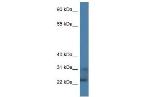Western Blotting (WB) image for anti-Tumor Necrosis Factor (Ligand) Superfamily, Member 9 (TNFSF9) (C-Term) antibody (ABIN926741)