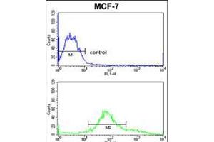 Flow cytometric analysis of MCF-7 cells (bottom histogram) compared to a negative control cell (top histogram). (ZYG11A Antikörper  (N-Term))