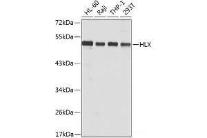Western blot analysis of extracts of various cell lines using HLX Polyclonal Antibody at dilution of 1:1000. (HLX Antikörper)