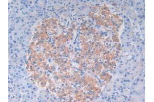IHC-P analysis of Human Pancreas Tissue, with DAB staining. (C9 Antikörper  (AA 22-265))