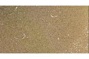 (ABIN185537) (5 μg/mL) staining of paraffin embedded Human Cortex. (ROBO1 Antikörper  (Internal Region))