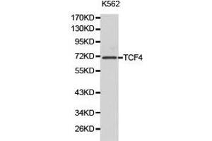 Western Blotting (WB) image for anti-Transcription Factor 4 (TCF4) antibody (ABIN1875039) (TCF4 Antikörper)
