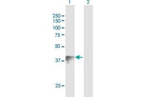 Western Blot analysis of WNT7B expression in transfected 293T cell line by WNT7B MaxPab polyclonal antibody.