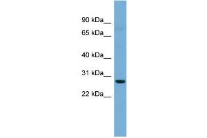 WB Suggested Anti-Cldn3 Antibody Titration: 0. (Claudin 3 Antikörper  (C-Term))