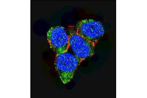 Confocal immunofluorescent analysis of p21 (CDKN1A) Antibody (C-term) (ABIN391763 and ABIN2841628) with 293 cell followed by Alexa Fluor 488-conjugated goat anti-rabbit lgG (green). (p21 Antikörper  (C-Term))