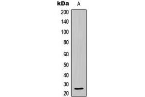 Western blot analysis of BCLW expression in HL60 (A) whole cell lysates.