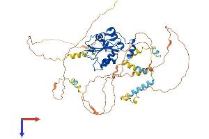 CDC25B Protein (AA 1-576) (His tag)