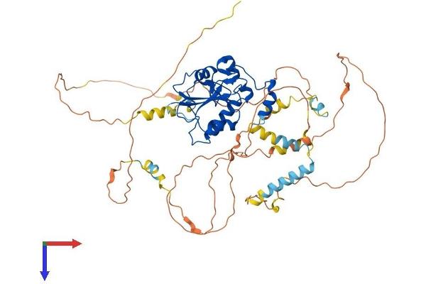 CDC25B Protein (AA 1-576) (His tag)