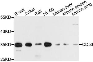 Western blot analysis of extracts of various cells, using CD53 antibody. (CD53 Antikörper)