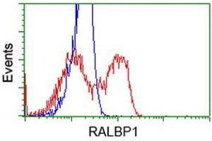 HEK293T cells transfected with either RC201524 overexpress plasmid (Red) or empty vector control plasmid (Blue) were immunostained by anti-RALBP1 antibody (ABIN2453581), and then analyzed by flow cytometry. (RALBP1 Antikörper)