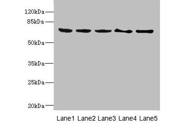 PLK3 Antikörper  (AA 487-646)