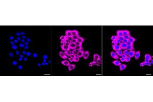 Immunocytochemical staining of HepG2 cells with Fibroblast growth factor 19 antibody (ABIN7798603), 1:1,000). (Rekombinanter FGF19 Antikörper)