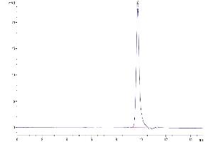 The purity of Human IL-4 is greater than 95 % as determined by SEC-HPLC. (IL-4 Protein (AA 25-153))
