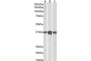ABIN2564662 (0. (PPP2CA Antikörper  (C-Term))