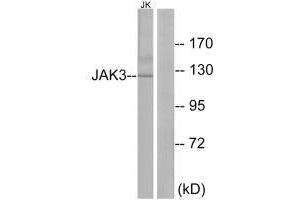 Western blot analysis of extracts from Jurkat cells, using JAK3 (Ab-785) antibody.