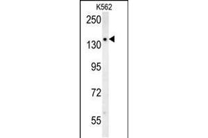 SLC12A5 Antibody (N-term) (ABIN652057 and ABIN2840525) western blot analysis in K562 cell line lysates (35 μg/lane). (KCC2 Antikörper  (N-Term))