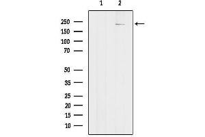 Western blot analysis of lysates from Pc12, using PTPRB Antibody.