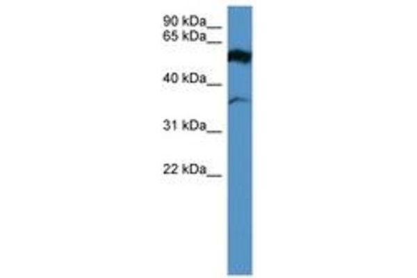 Fascin 2 Antikörper  (AA 235-284)