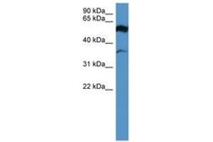 Image no. 1 for anti-Fascin 2 (FSCN2) (AA 235-284) antibody (ABIN6746674) (Fascin 2 Antikörper  (AA 235-284))