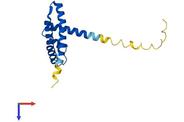 APITD1 Protein (AA 1-142) (His tag)