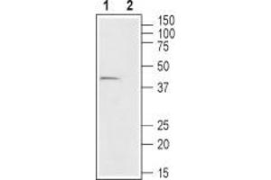 Western blot analysis of mouse colon lysate:1. (Free Fatty Acid Receptor 2 (FFAR2) Peptid)