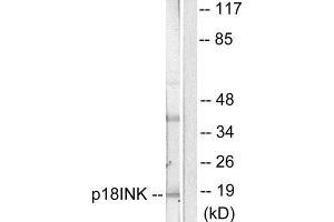 Western Blotting (WB) image for anti-P18 INK (C-Term) antibody (ABIN1848714) (P18 INK Antikörper  (C-Term))