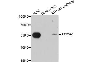 Immunoprecipitation analysis of 200 μg extracts of MCF-7 cells using 1 μg ATP5A1 antibody (ABIN5973488). (ATP5A1 Antikörper)