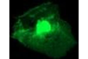 Anti-RGS16 mouse monoclonal antibody (ABIN2455382) immunofluorescent staining of COS7 cells transiently transfected by pCMV6-ENTRY RGS16 (RC202430). (RGS16 Antikörper)