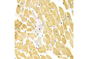 Immunohistochemistry of paraffin-embedded rat heart using PA2G4 Antibody (ABIN1876564) at dilution of 1:100 (40x lens). (PA2G4 Antikörper)