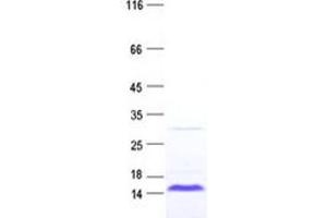 Validation with Western Blot (PAGE2B Protein (His tag))