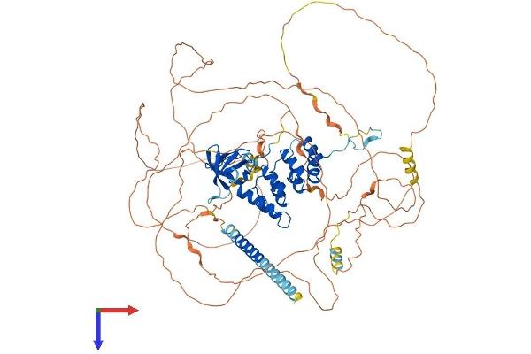 PPP1R13L Protein (AA 1-824) (His tag)