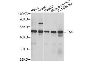 Western blot analysis of extracts of various cell lines, using FAS antibody. (FAS Antikörper  (AA 61-335))