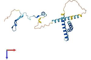 PYM Protein (AA 1-204) (His tag)