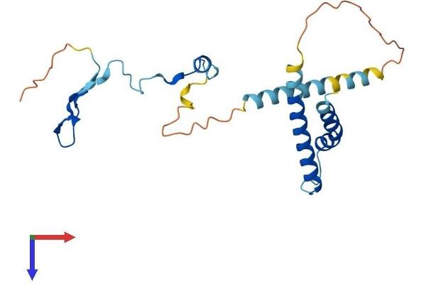 PYM Protein (AA 1-204) (His tag)