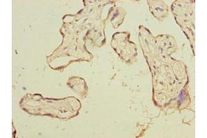 Immunohistochemistry of paraffin-embedded human placenta tissue using ABIN7164235 at dilution of 1:100 (PSG3 Antikörper  (AA 35-310))