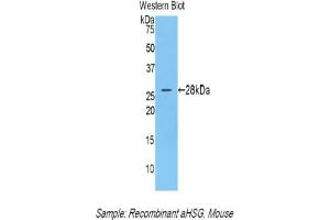 Detection of Recombinant aHSG, Mouse using Polyclonal Antibody to Alpha-2-Heremans Schmid Glycoprotein (AHSG) (Fetuin A Antikörper  (AA 19-250))