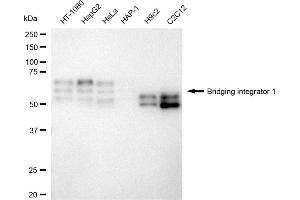 Western blotting analysis using Bridging integrator 1 antibody (ABIN7797794). (Rekombinanter BIN1 Antikörper)