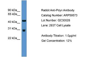 WB Suggested Anti-Pdyn  Antibody Titration: 0.