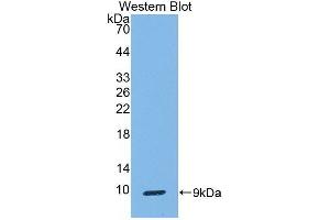 Detection of Recombinant CC16, Human using Monoclonal Antibody to Clara Cell Protein 16 (CC16) (SCGB1A1 Antikörper  (AA 23-91))