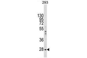 EIF2B1 Antibody (Center) western blot analysis in 293 cell line lysates (35µg/lane). (EIF2B1 Antikörper  (Middle Region))
