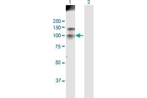 Western Blot analysis of HDAC4 expression in transfected 293T cell line by HDAC4 MaxPab polyclonal antibody. (HDAC4 Antikörper  (AA 1-972))